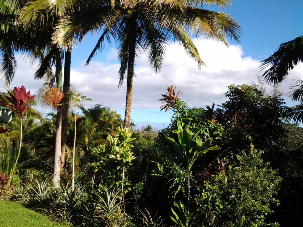 Lava Tree Tropic Inn Pahoa Exterior foto